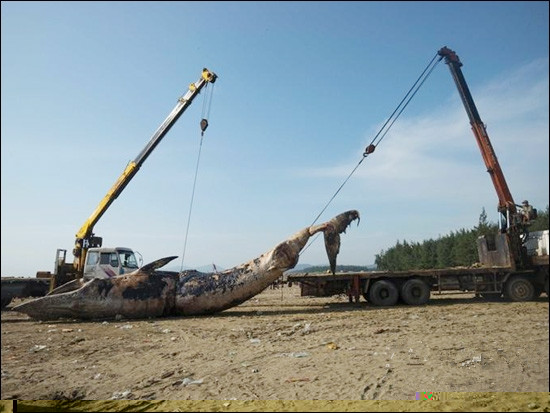 起重機(jī)吊運(yùn)鯨魚尸體